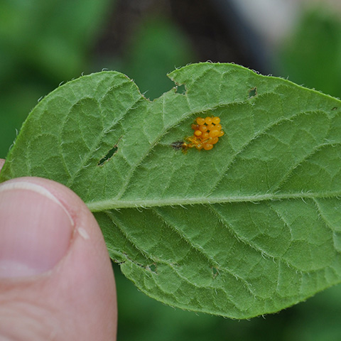 Potato Beetle Eggs