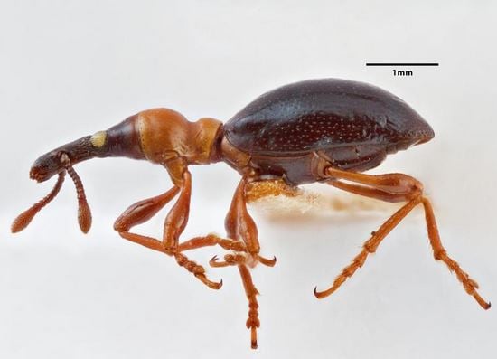 sweet potato weevil specimen 