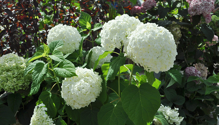 Hydrangea arborescens Annabelle in bloom