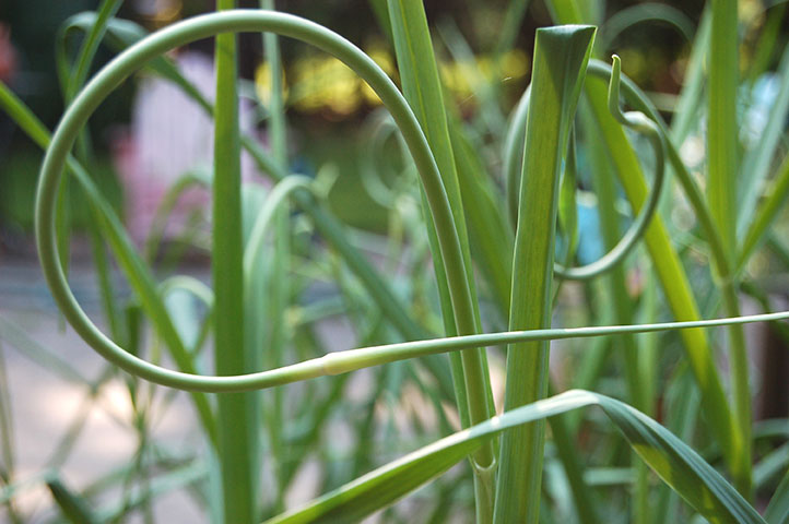 garlic scapes