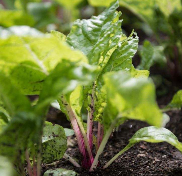 swiss chard growing in the garden 