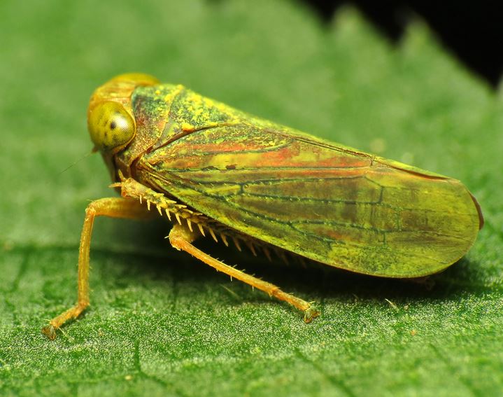 leafhopper