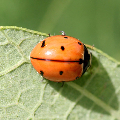 Nine-spotted lady beetle