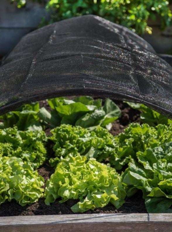 shade netting protecting heads of lettuce growing in a raised bed