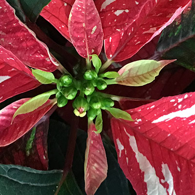 Poinsettia