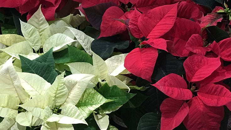 Poinsettia