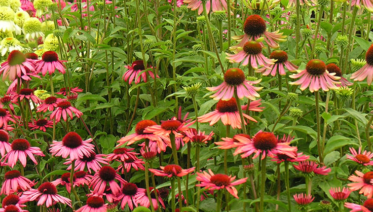 Echinacea