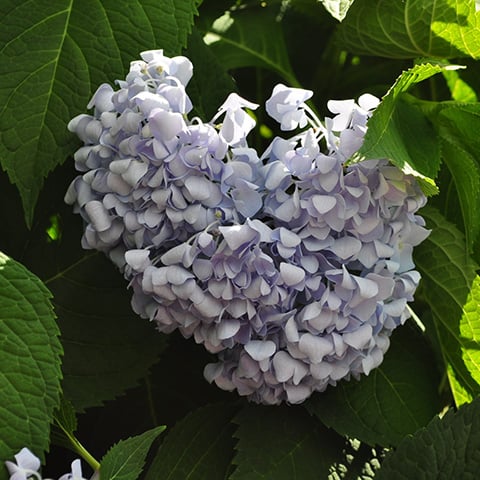 wilted hydrangea