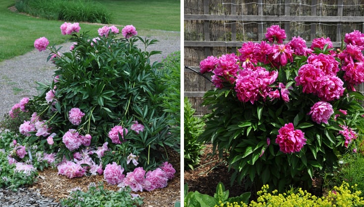 Peony flowers fallen, and with a support