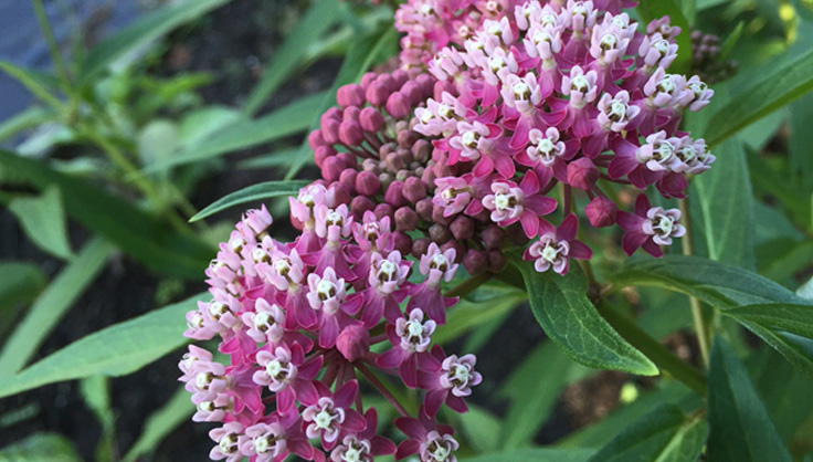 Milkweed