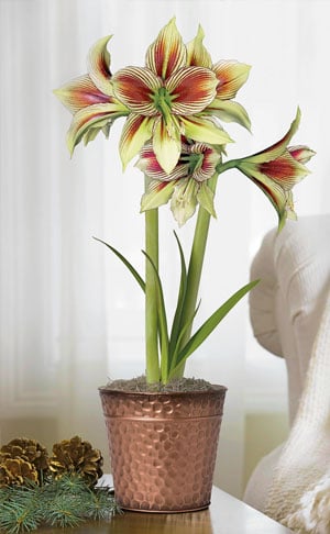 Butterfly amaryllis