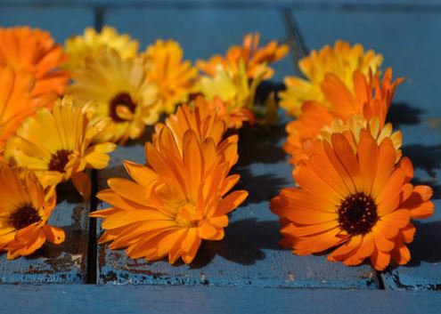 calendula flowers set out to dry on a blue picnic table