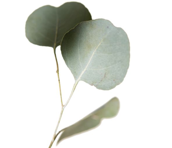 eucalyptus leaves