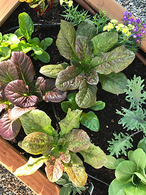 Greens in raised bed