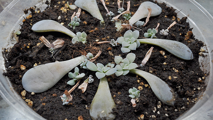 baby succulents growing on leaves in tray of soil