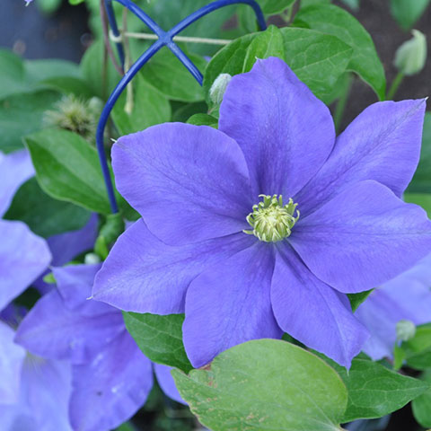 fujimusume clematis