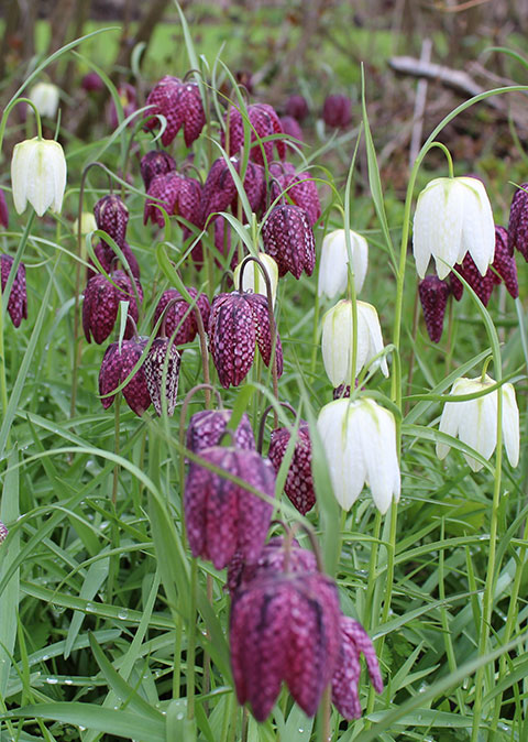 fritillaria