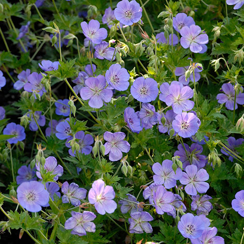 Geranium Rozanne