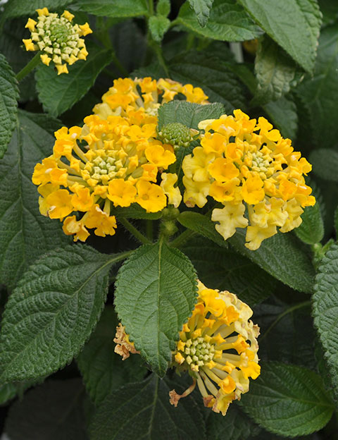 lantana