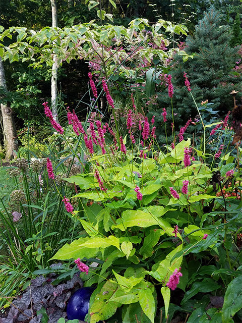 Persicaria Golden Arrow