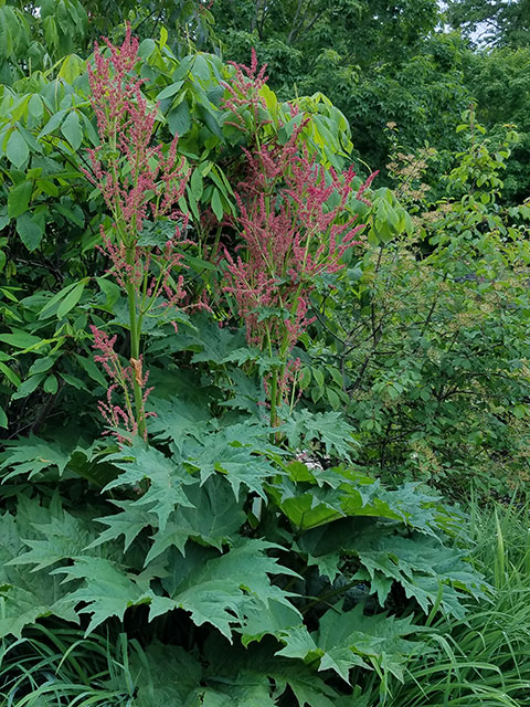 ornamental rhubarb