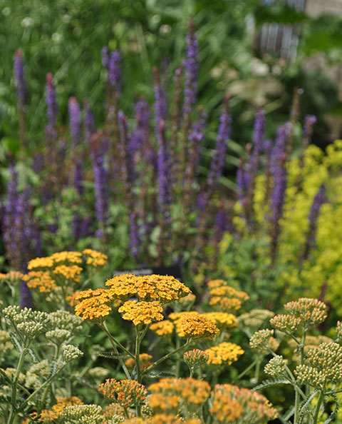 sage and yarrow