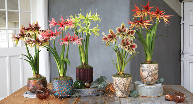 exotic amaryllis