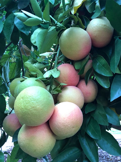 Grapefruit on tree