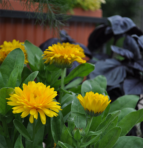 Calendula and basil