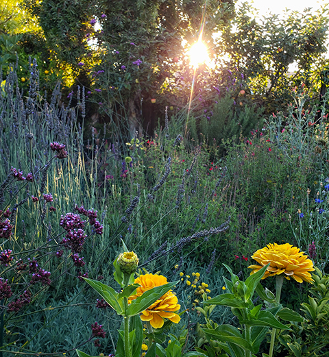 wild area of yard