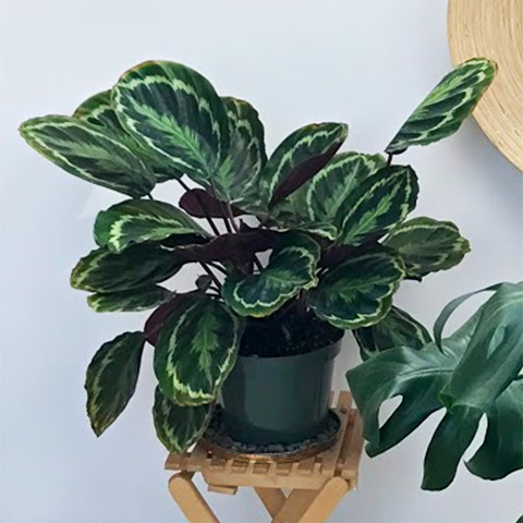 maranta plant