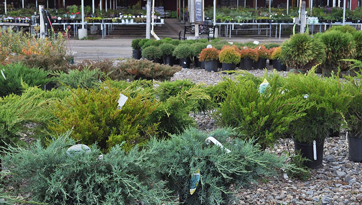 evergreens at garden center