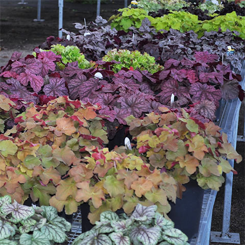 coralbells at garden center