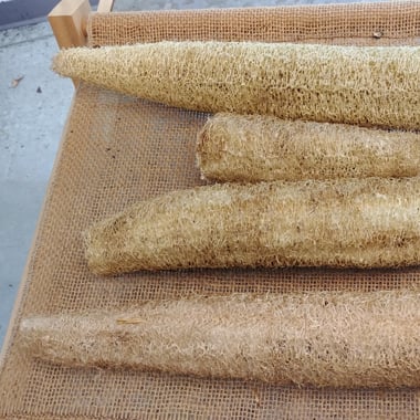 four peeled loofah gourds, dried and ready to use