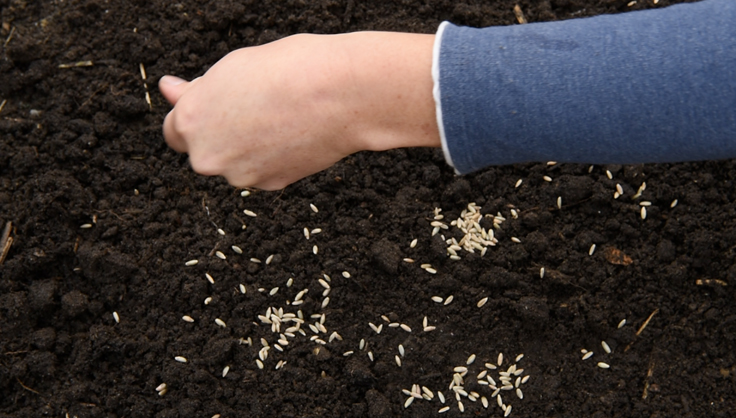  Planting a cover crop