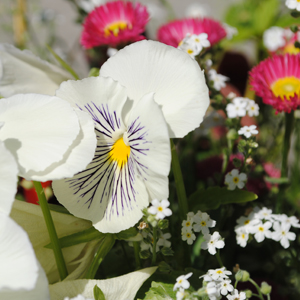 Collecting flowers for drying