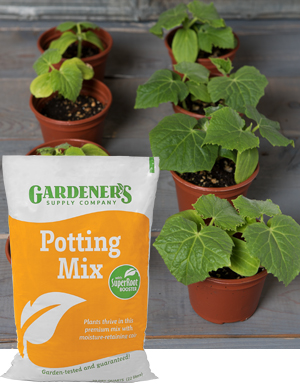 Potting mix with mycorrhizae