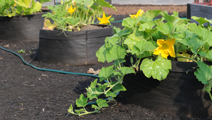 Growing Pumpkins in a grow bag