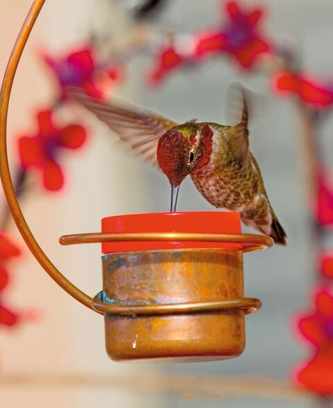 Hummingbird feeder