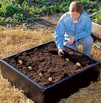 planting potatoes