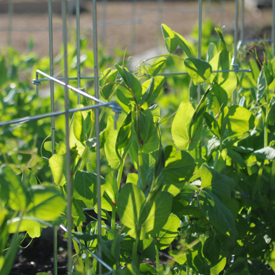 Peas growing on a trellis