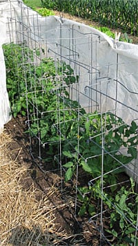 Tomatoes wrapped in garden fabric