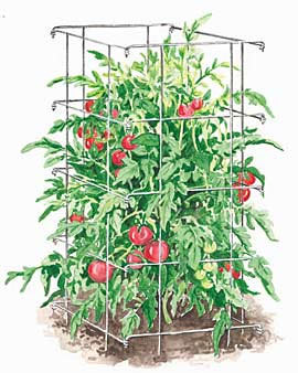 Tomato cage