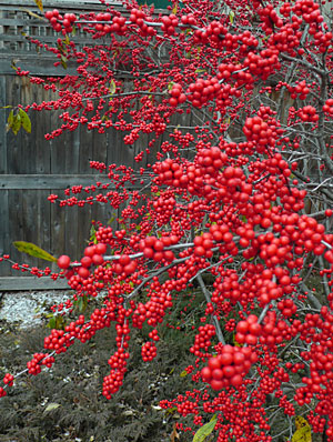 Winterberries 