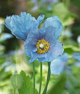 Himalayan blue poppy