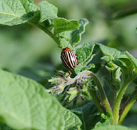 Potato beetle