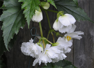 Tuberous begonia