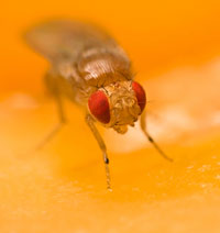 Fruit fly