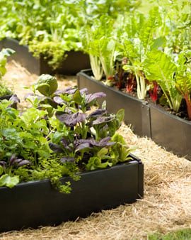 Grow Beds