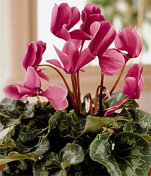 Cyclamen